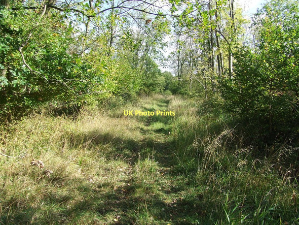 Photo 6"x4" Forest Track Widgham Green c2011