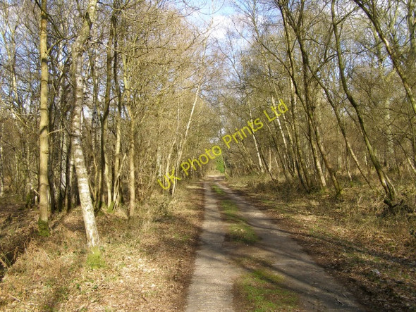 Photo 6"x4" Concrete track through Harewood Forest Forton\/SU4143 c2006