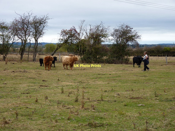 Photo 6"x4" Guardians of the Shropshire Way Leaton\/SJ6111 c2011