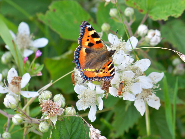 Photo 6"x4" Small Tortoiseshell (Aglais urticae) & Black-tipped Soldier Beetle (Rhagonycha fulva) Langbank\/NS3873 c2010