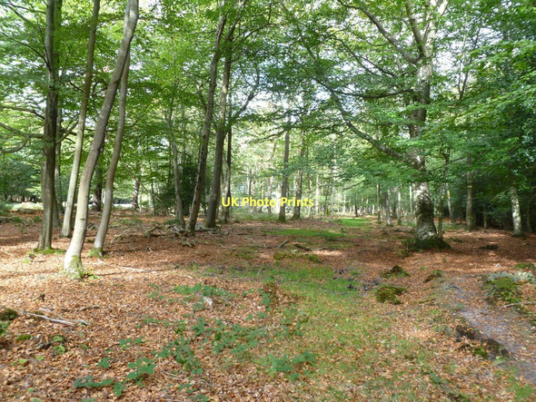 Photo 6"x4" Brownhill, woodland Ossemsley c2011
