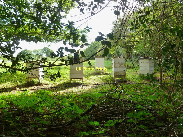 Photo 6"x4" Tiptoe, beehives Mead End\/SZ2698 c2011