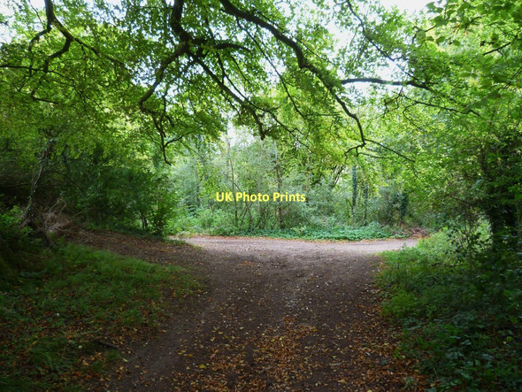 Photo 6"x4" Track reaches Harrow Way at Ash Bed Plantation Cole Henley c2011