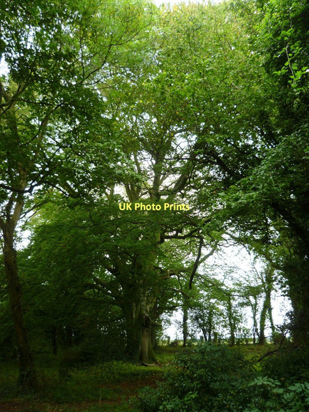 Photo 6"x4" Splendid tree by the Harrow Way Foxdown c2011