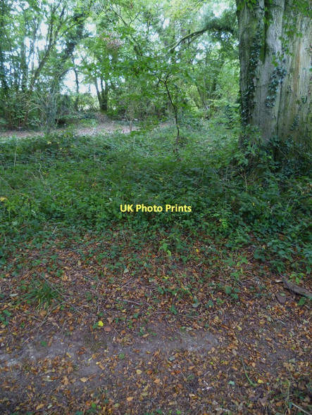 Photo 6"x4" Woodland along Harrow Way Foxdown c2011