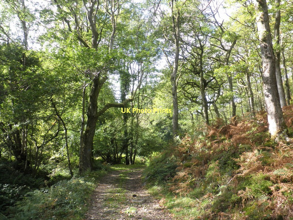 Photo 6"x4" Track through Hawcombe Woods National Nature Reserve Porlock Weir c2011