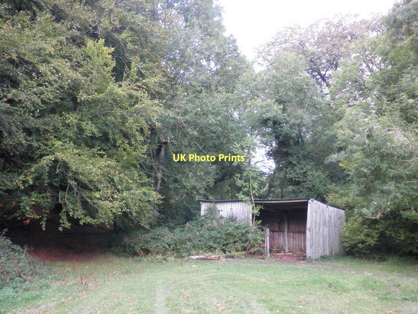 Photo 6"x4" Clearing in  Hawkcombe Wood Porlock Weir c2011