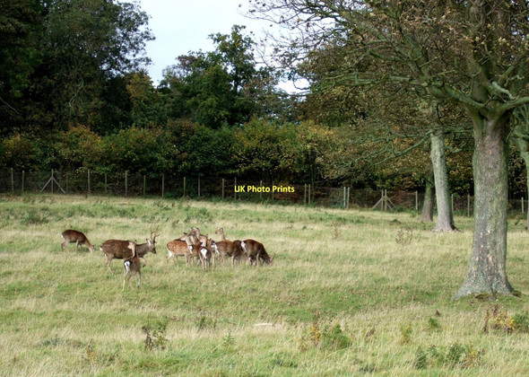 Photo 6"x4" Deer park, Sewerby Hall Bridlington c2011