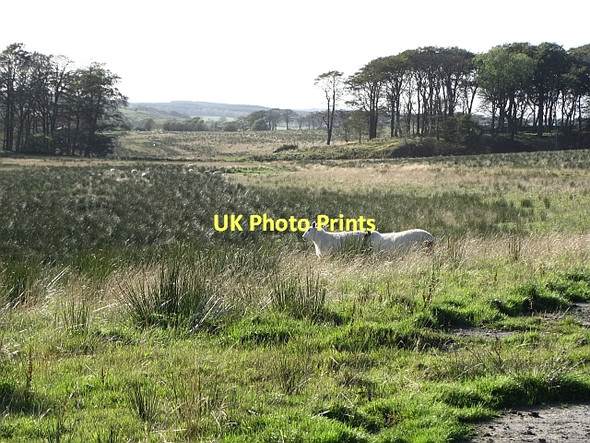 Photo 6"x4" Wetland, Boxton Shieldhill\/NS8976 c2011