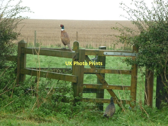 Photo 6"x4" A kissing gate south of Water Warter c2011