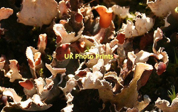 Photo 6"x4" Colourful lichen Stripe of Loan c2011