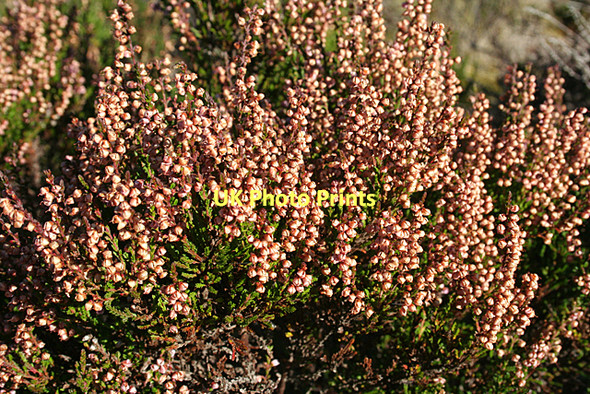 Photo 6"x4" Withered Heather Stripe of Loan c2011
