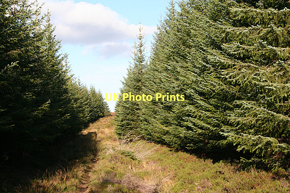 Photo 6"x4" Side Road Pikey Hill c2011