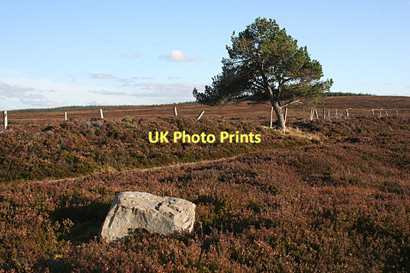 Photo 6"x4" The Lonesome Pine Kellas\/NJ1754 c2011