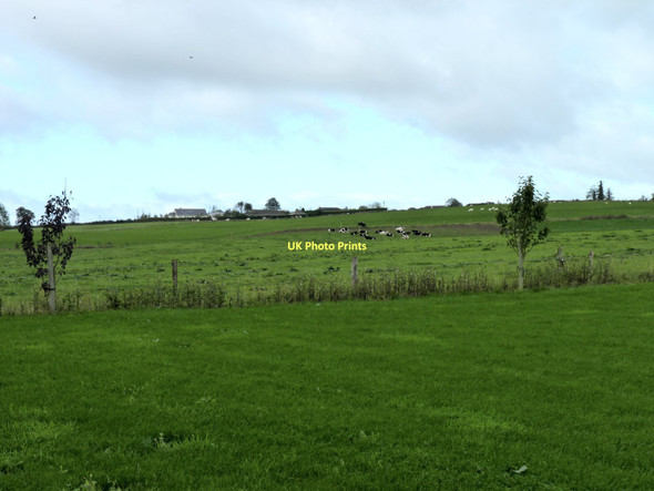 Photo 6"x4" Cattle by the farm Stackallan c2011