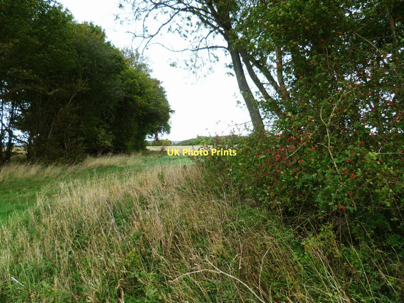 Photo 6"x4" Tree belt south of Whitchurch Tufton\/SU4546 c2011