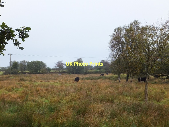Photo 6"x4" Cattle grazing on Brenamoor Common Skaigh c2011