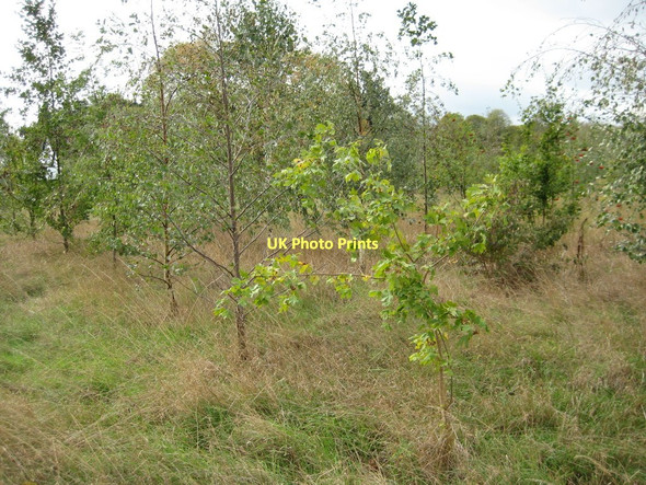 Photo 6"x4" Young trees in Earl's Croome Earl's Croome c2011