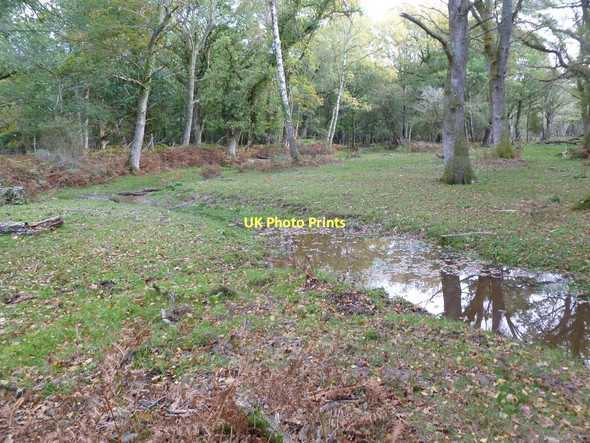 Photo 6"x4" Brinken Wood, ditch Bank\/SU2807 c2011