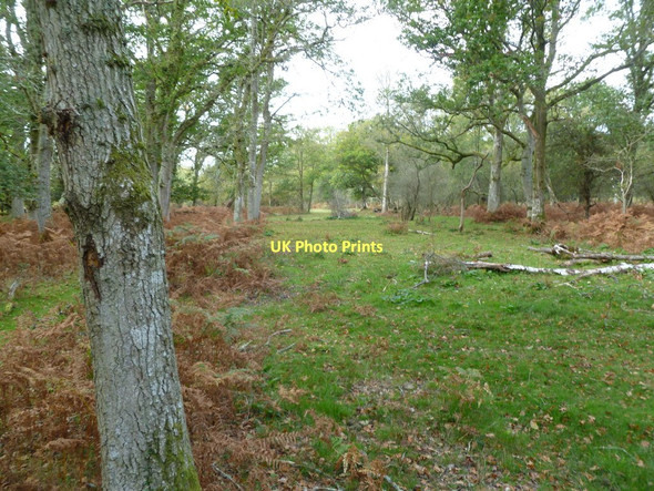 Photo 6"x4" Brinken Wood Bank\/SU2807 c2011