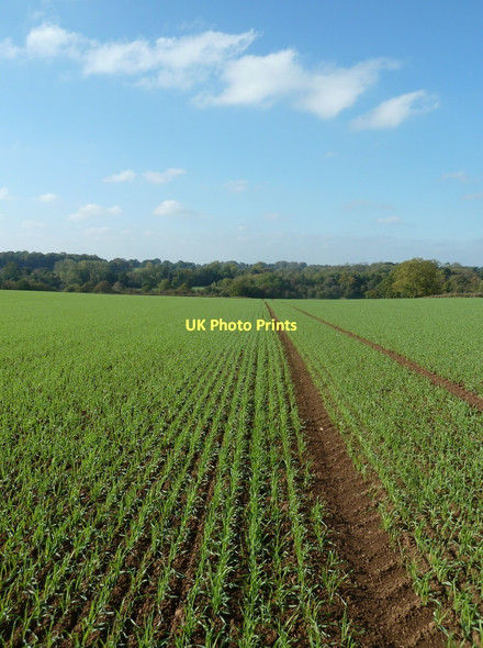 Photo 6"x4" Field south of Rowthorne Rowthorne c2011