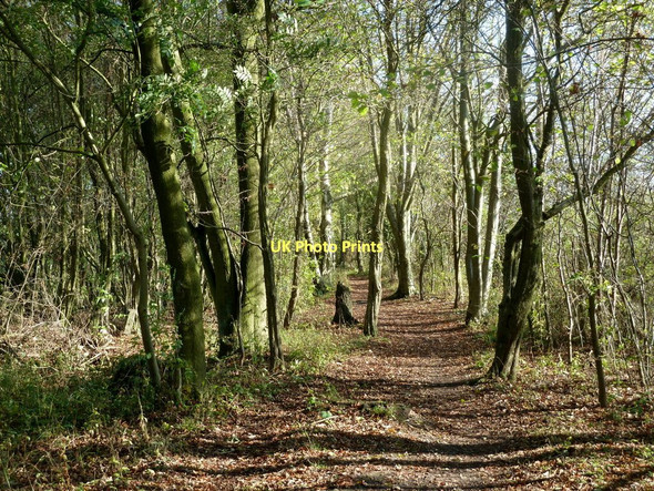 Photo 6"x4" Woodland path on the line of a former railway Rowthorne c2011