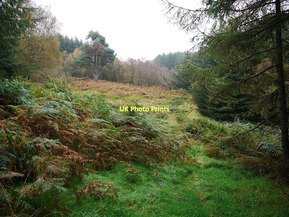 Photo 6"x4" Clear area by stream in Edlingham Wood Edlingham c2011