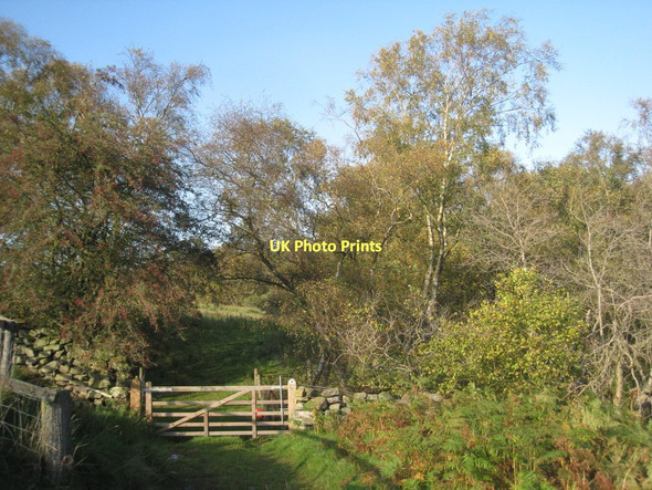Photo 6"x4" Bridleway to Low Hamer Rosedale Abbey c2011