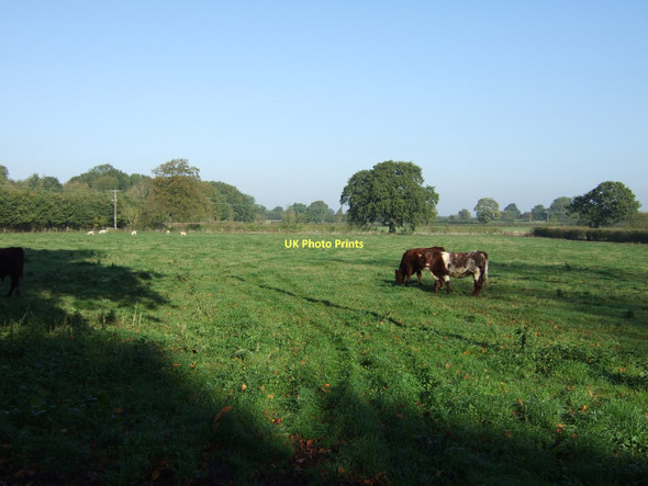 Photo 6"x4" Grazing land, Town Field Bolton Percy c2011
