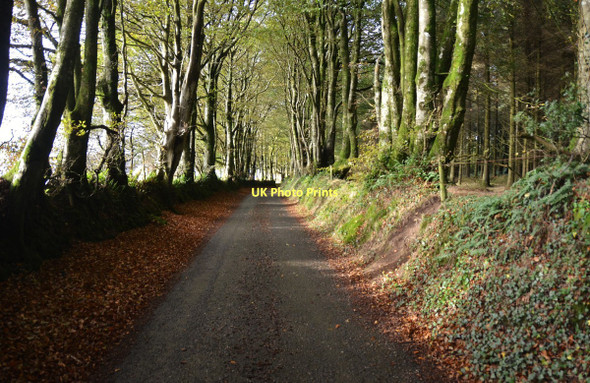 Photo 6"x4" Devon Country Lane near Kennick Bridford c2011