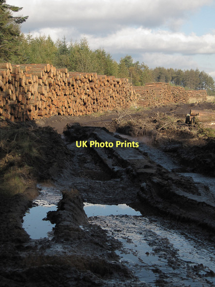 Photo 6"x4" Log pile by the road Stape c2011