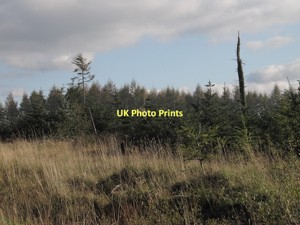Photo 6"x4" Typical forest scene Stape c2011