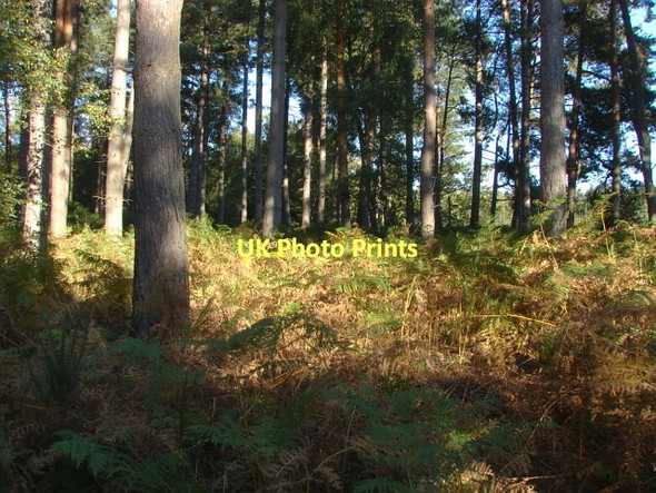 Photo 6"x4" Swinley Forest Bagshot\/SU9163 c2011
