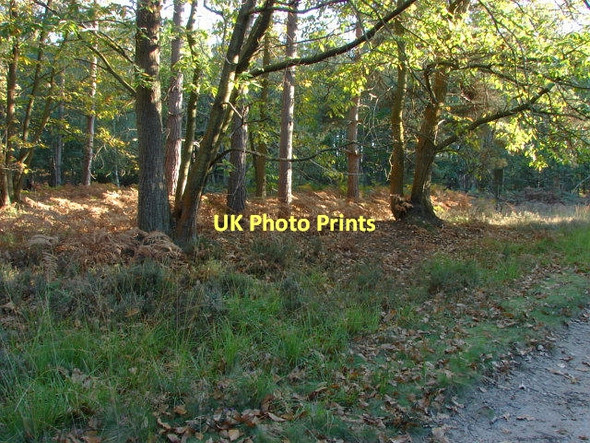Photo 6"x4" Swinley Forest Bagshot\/SU9163 c2011