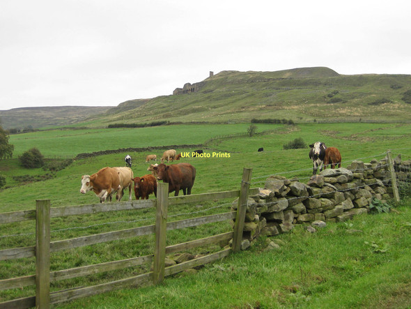 Photo 6"x4" Cattle grazing in Rosedale Thorgill c2011