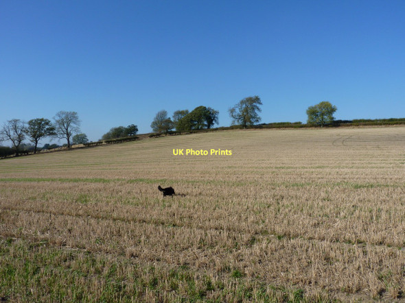 Photo 6"x4" Footpath through a stubble field Broome\/SO5298 c2011