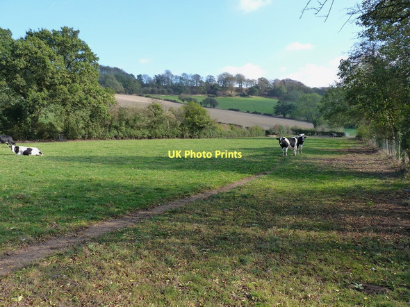 Photo 6"x4" Friesians guarding the path to Bowman Hill Farm Broome\/SO5298 c2011