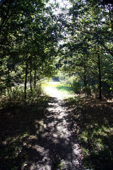 Photo 6"x4" Path through the trees at Kedleston Hall Allestree c2011