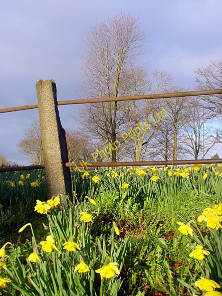 Photo 6"x4" Daffodils on Horfield Common Bristol c2006