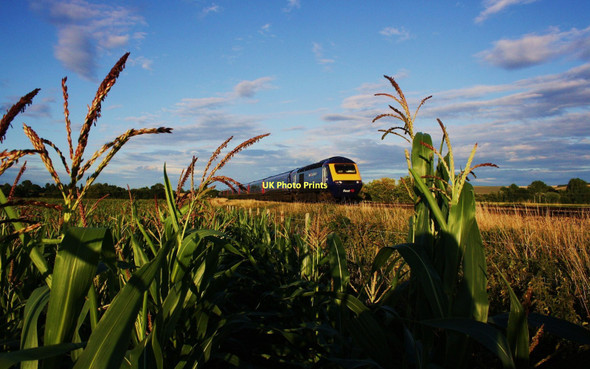 Photo 6"x4" Through the Corn Sharcott\/SU1459 c2010