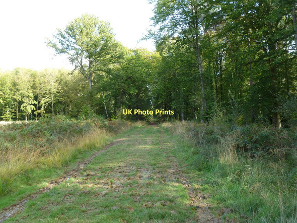 Photo 6"x4" Broadley Inclosure, forestry road Mead End\/SZ2698 c2011