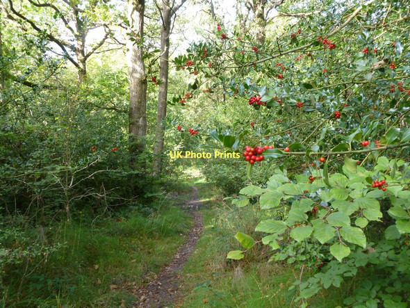 Photo 6"x4" Broadley Inclosure, holly berries Mead End\/SZ2698 c2011