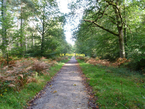 Photo 6"x4" Broadley Inclosure, cycle trail Mead End\/SZ2698 c2011