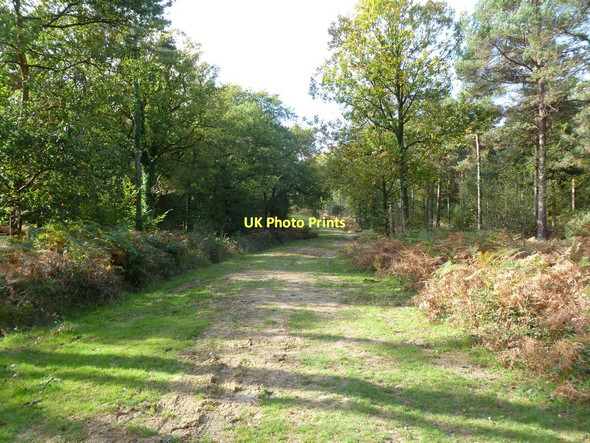 Photo 6"x4" Wootton Coppice Inclosure, forestry road Wootton\/SZ2498 c2011