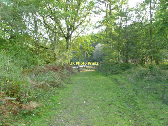 Photo 6"x4" Wootton Coppice Inclosure, gate Wootton\/SZ2498 c2011