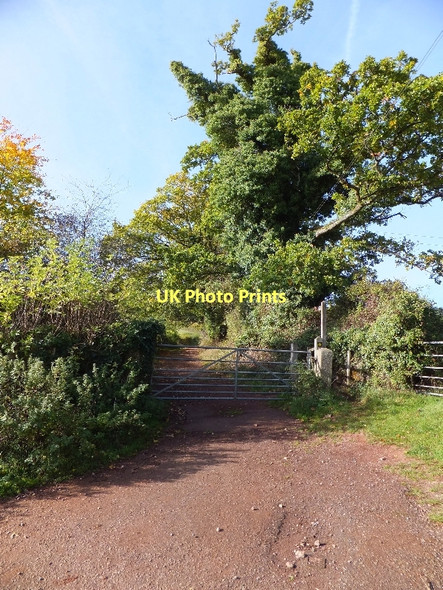 Photo 6"x4" Footpath to Haldon Gate Underdown\/SX8885 c2011