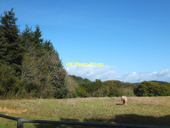 Photo 6"x4" Field beside South Wood Dunchideock c2011