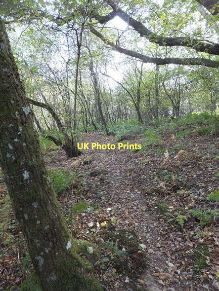 Photo 6"x4" Footpath in Morley's Brake Bridfordmills c2011