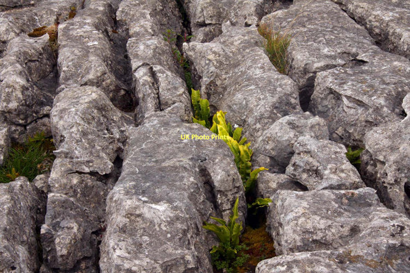 Photo 6"x4" Ferns in the grikes Malham\/SD9062 c2011