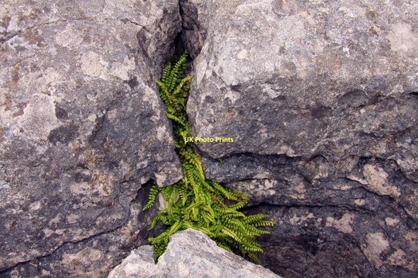 Photo 6"x4" Ferns in the grike Malham\/SD9062 c2011
